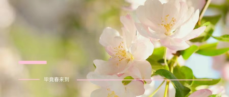 Oh,No! 春天美美的,你卻黃黃的.... Oh,No! 春天美美的,你卻黃黃的....